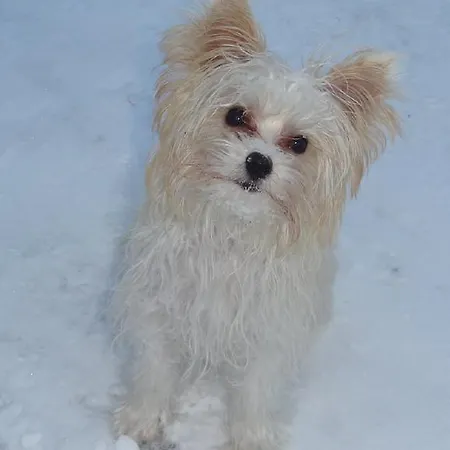 Alpen-chalet アパート *