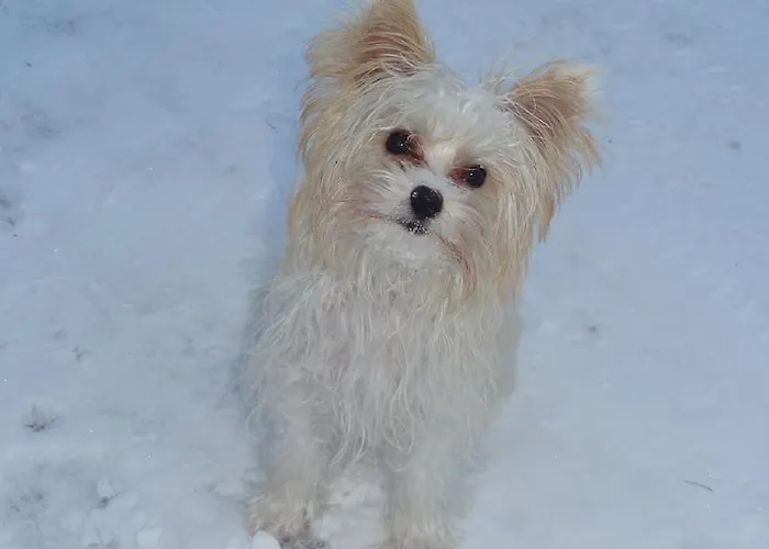 Alpen-chalet Apartamento *